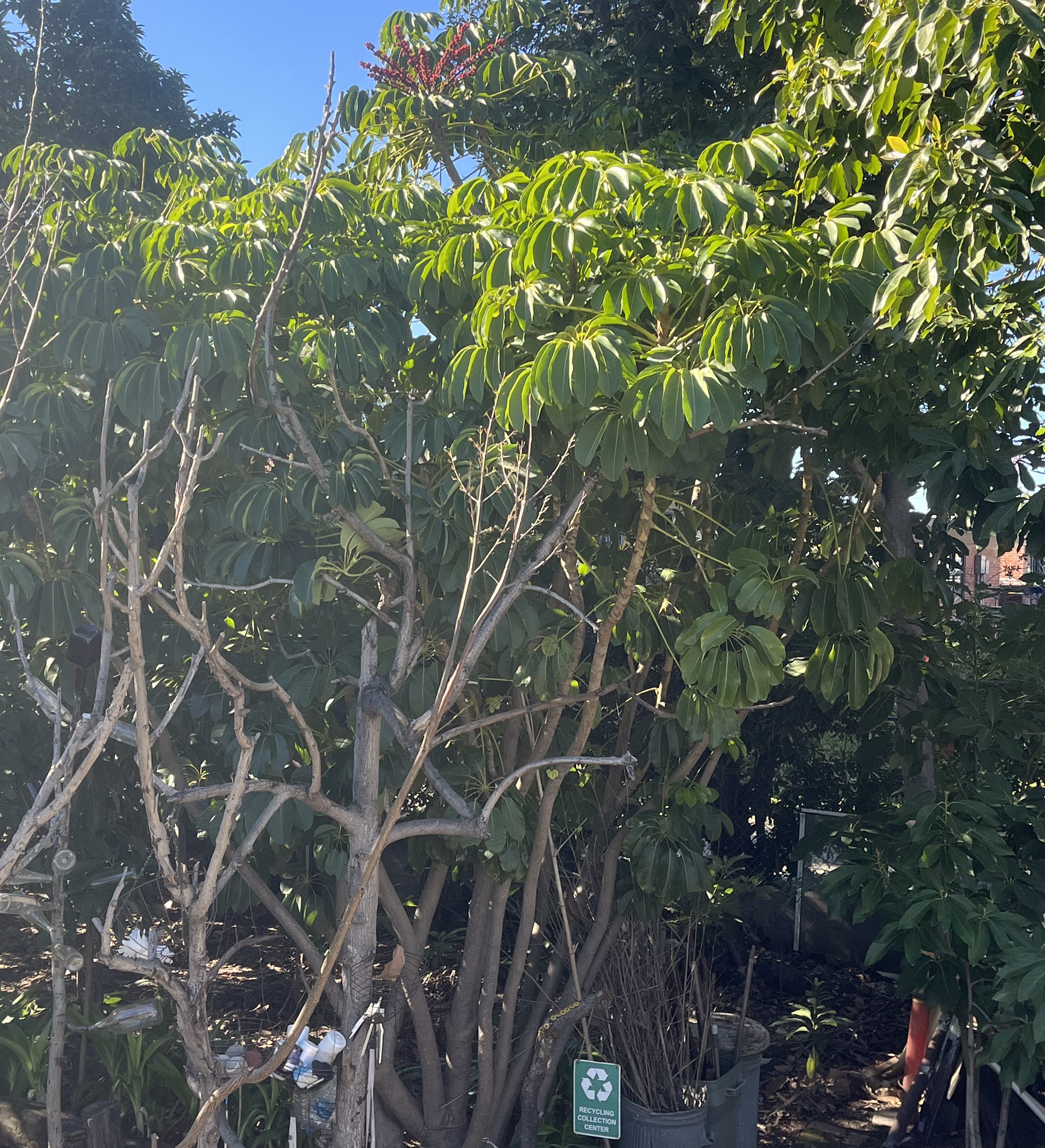 CIEDM Voluntary Actions for Sustainable Development at/around Arcadia Ecohome Microforest