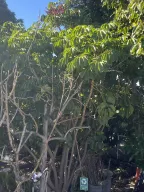 CIEDM Voluntary Actions for Sustainable Development at/around Arcadia Ecohome Microforest